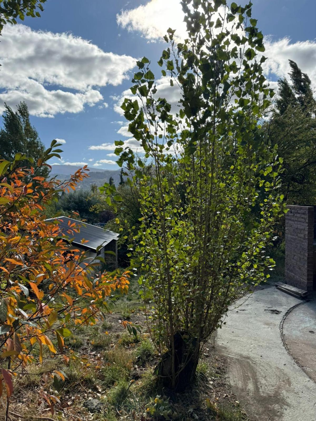 Huilen De Bandurrias Villa San Martín de los Andes Exteriör bild